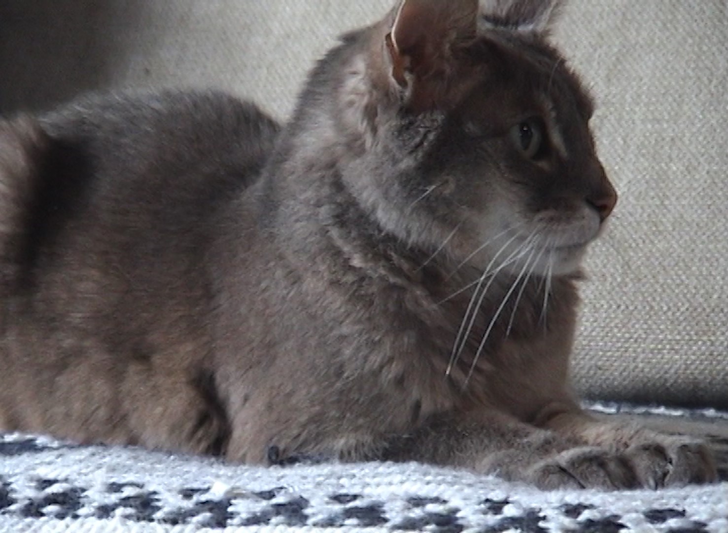A Gray Cat
